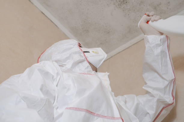 Best Mold Removal and Inspection  in Noroton, CT